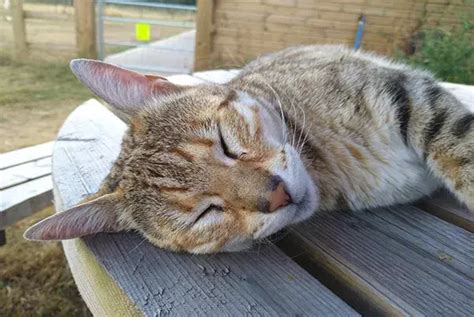 battersea cats home lottery|Cat Rehoming FAQ .